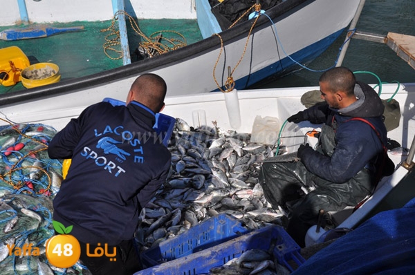 samak denisss (4).JPG